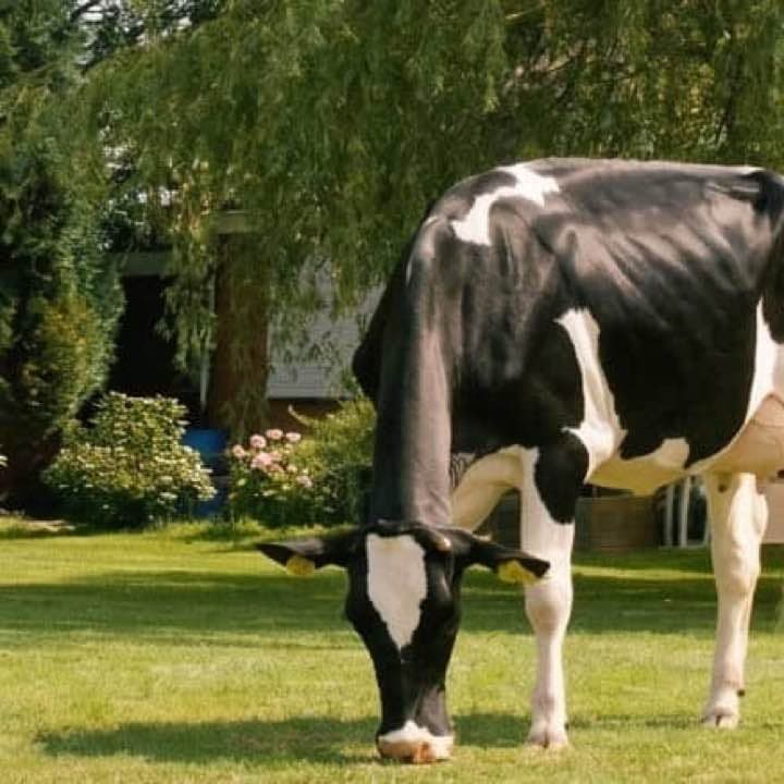 Holstein koe grazend in groene weide