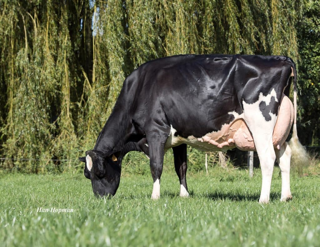 SEXED Siemers HOLZER PP x T.E.S Estella